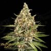Bubba Slush - Green House Seeds