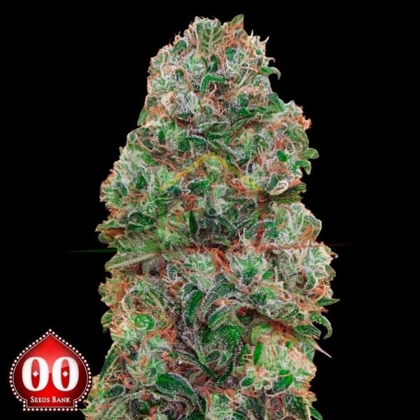 Bubblegum - 00 seeds