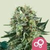 Bubble Kush - Royal Queen Seeds