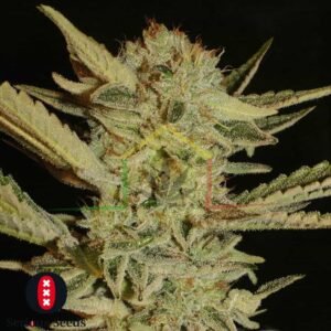 Bubble Gum - Serious Seeds