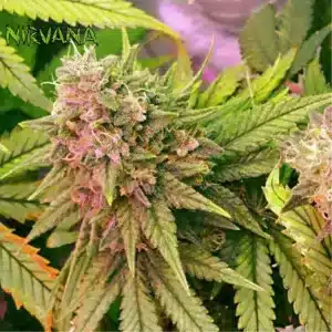 bubblicious regular nirvana seeds