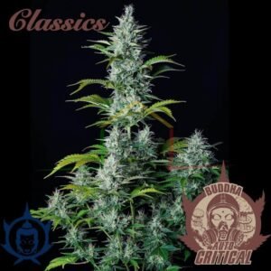 BUDDHA AUTO CRITICAL