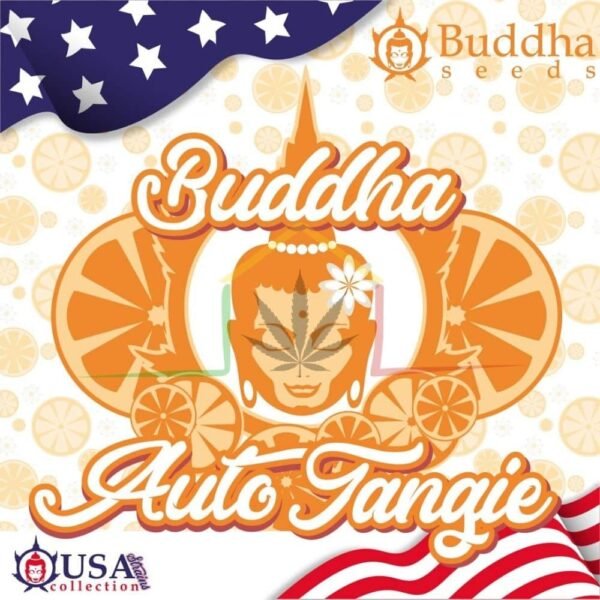 buddha auto tangie