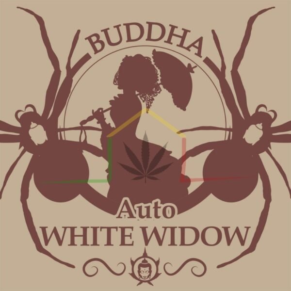 buddha auto white widow pack