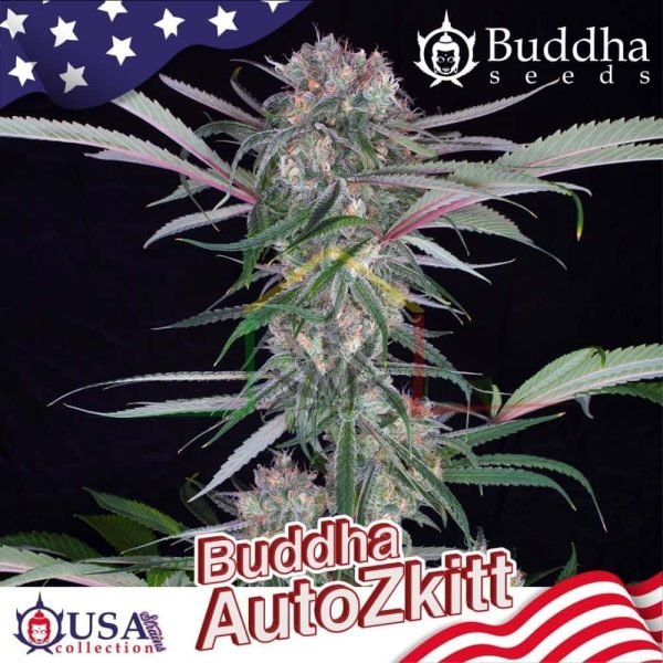 Buddha Auto Zkitt - Buddha Seeds