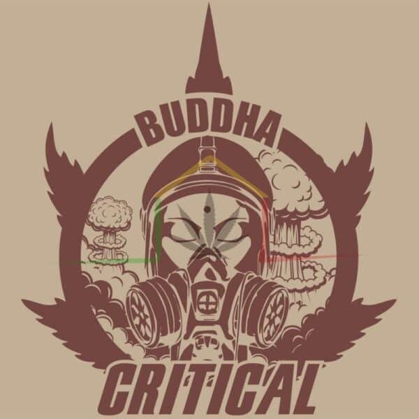 buddha Critical buddha seeds