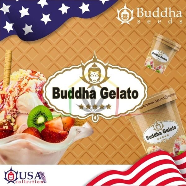 buddha gelato buddha seeds