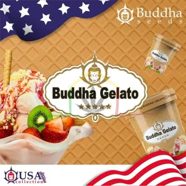 buddha gelato buddha seeds