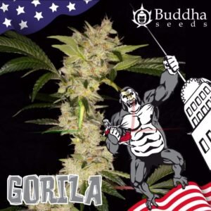 Gorila Buddha Seeds