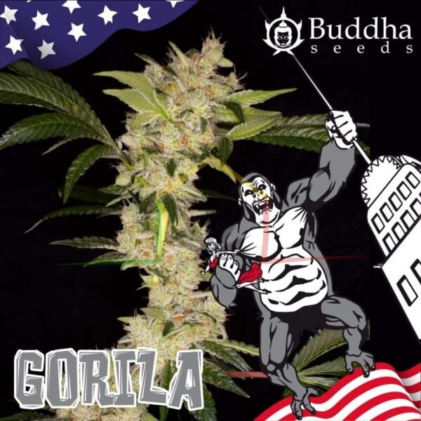 Gorila Buddha Seeds