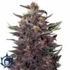 BUDDHA PURPLE KUSH AUTO