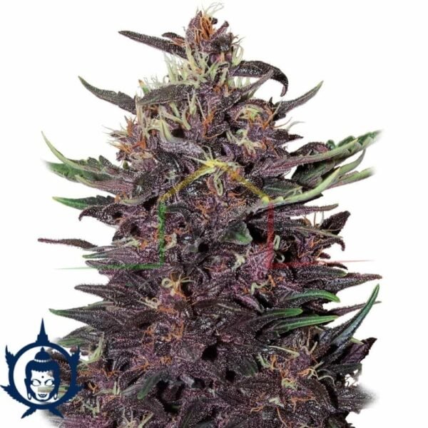 BUDDHA PURPLE KUSH AUTO