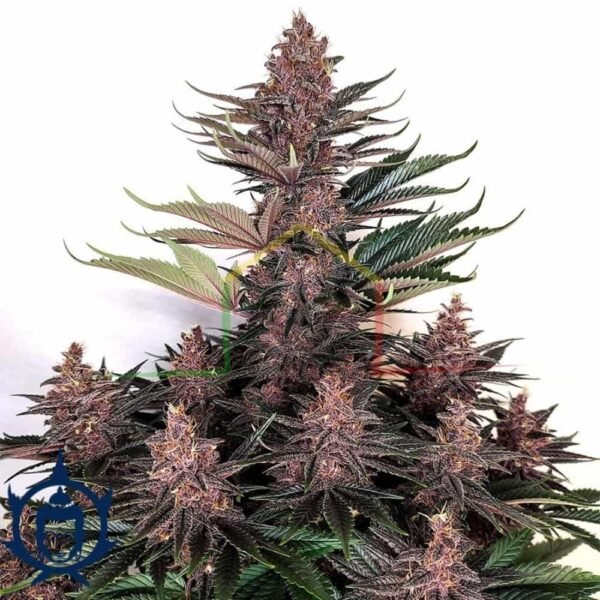 BUDDHA PURPLE KUSH