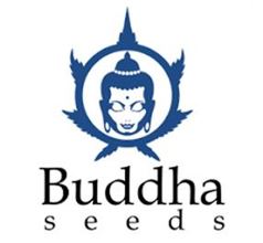 Buddha seeds logo