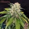 buddha skunk