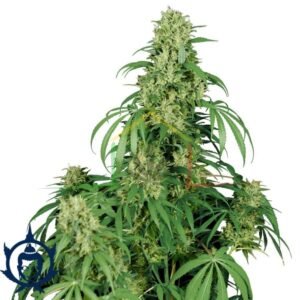 calamity jane auto Buddha Seeds