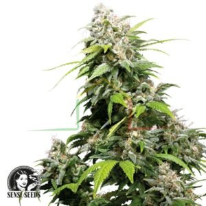 California Indica - Sensi Seeds