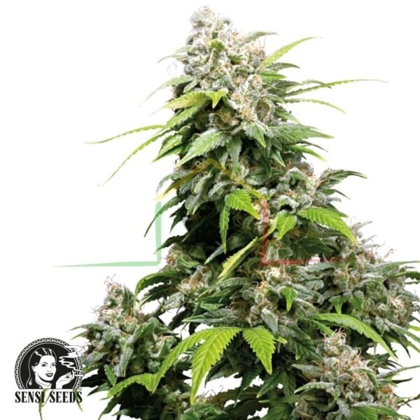 California Indica - Sensi Seeds