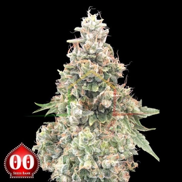 California Kush Fast - 00 Seeds