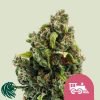 Candy Kush Express Fast Flowering - Royal Queen Seeds