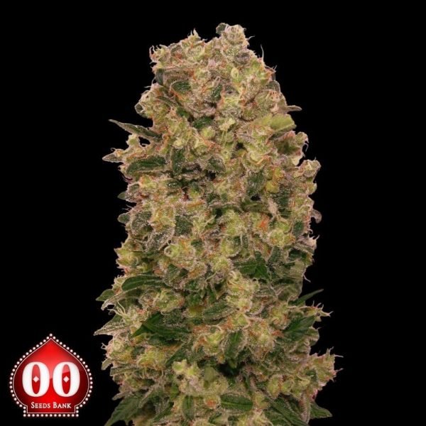 Caramel Kush - 00 Seeds
