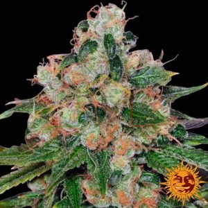 CBD Caramel Regular - Barney's Farm