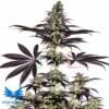 CBD + Caramelice Auto - Positronics Seeds
