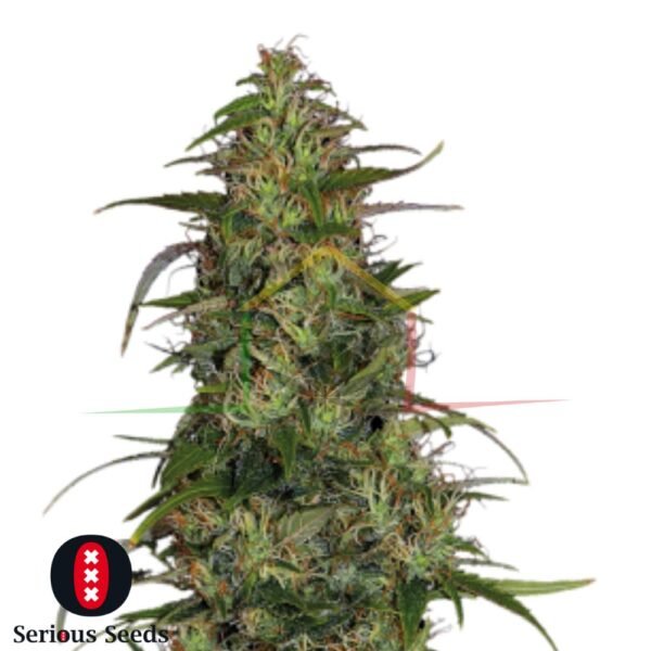 CBD Chronic - Serious Seeds