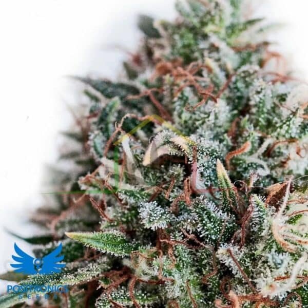 CBD + Critical 47 - Positronics Seeds