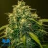 CBD + Jack Diesel - Positronics Seeds