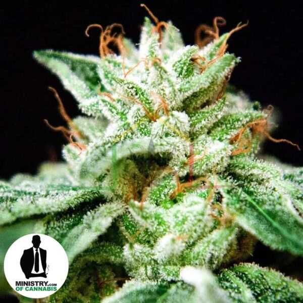 cbd star ministry of cannabis