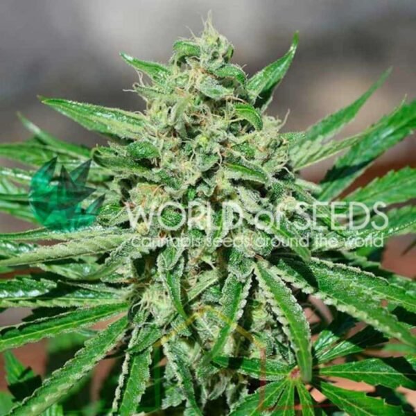 CBD Tonic - World of Seeds