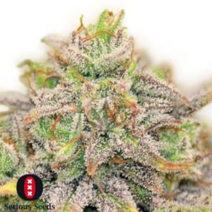 CBD Warlock - Serious Seeds