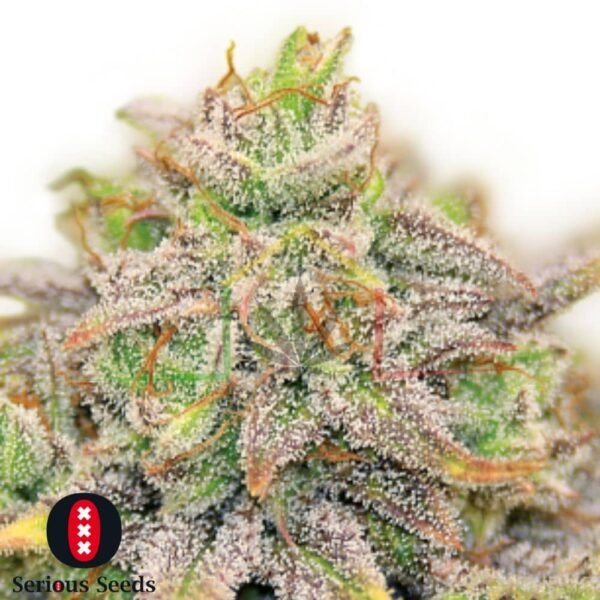 CBD Warlock - Serious Seeds