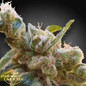 CBDrelax - Paradise Seeds