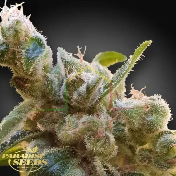 CBDrelax - Paradise Seeds