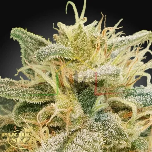 CBDrelief - Paradise Seeds