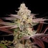 Chemical Bride - Green House Seeds
