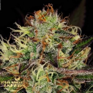 Chocolate Wafflez - Paradise Seeds
