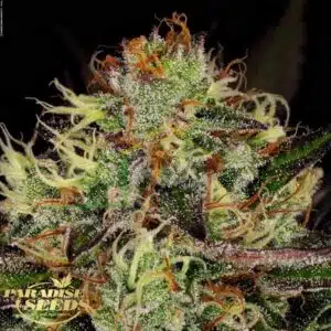 Chocolate Wafflez - Paradise Seeds