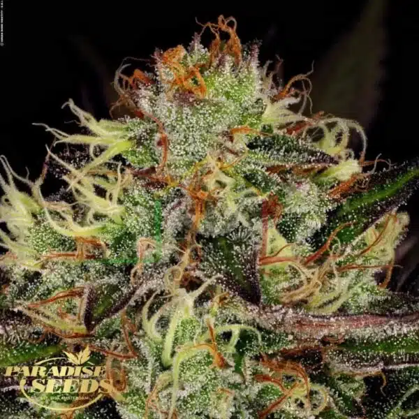 Chocolate Wafflez - Paradise Seeds