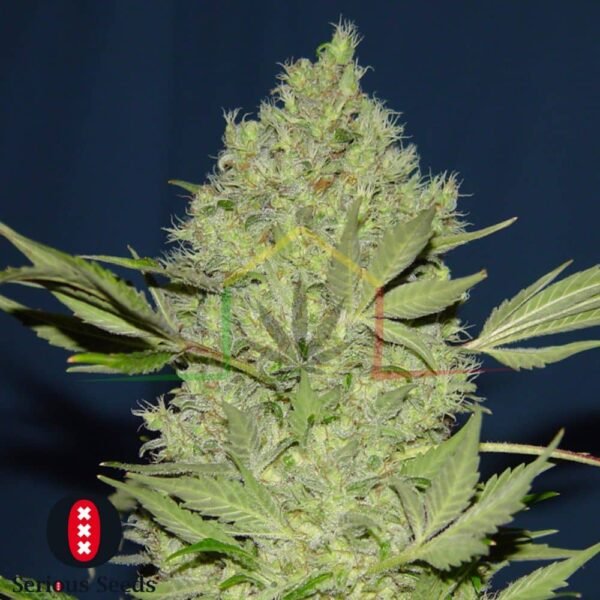 Chronic Regular - Serious Seeds