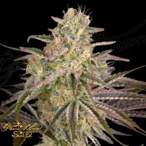 Cloud Walker - Green House Seeds