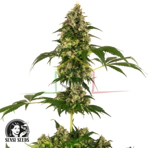 Cobalt Haze - Sensi Seeds