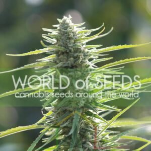 Colombian Gold Regular - World Of Seeds