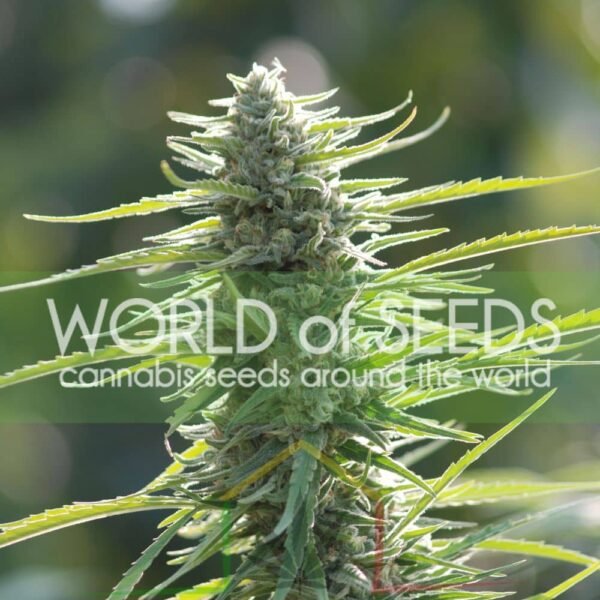 Colombian Gold Regular - World Of Seeds