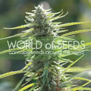 Colombian Gold - World Of Seeds