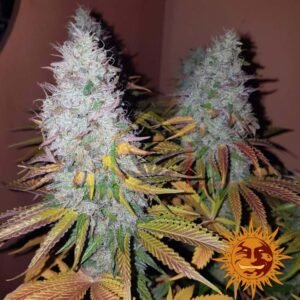 Cookies Kush - Barney's Farm