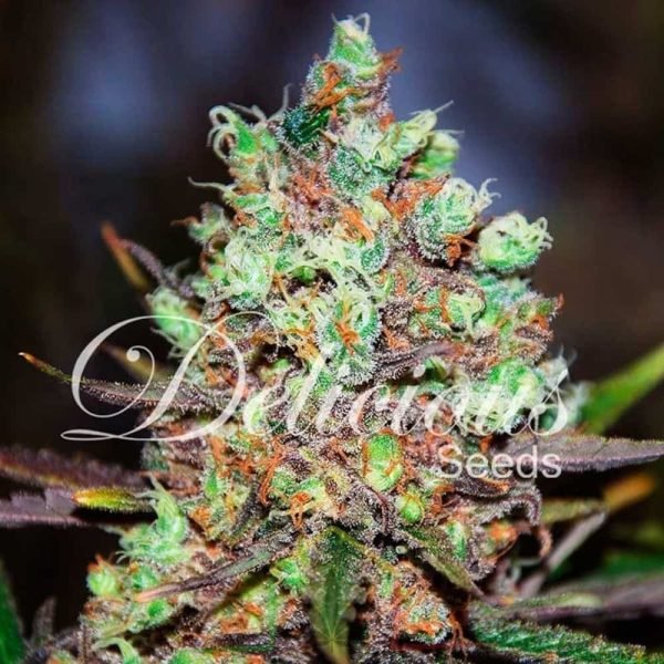 Cotton Candy Kush De Delicious Seeds