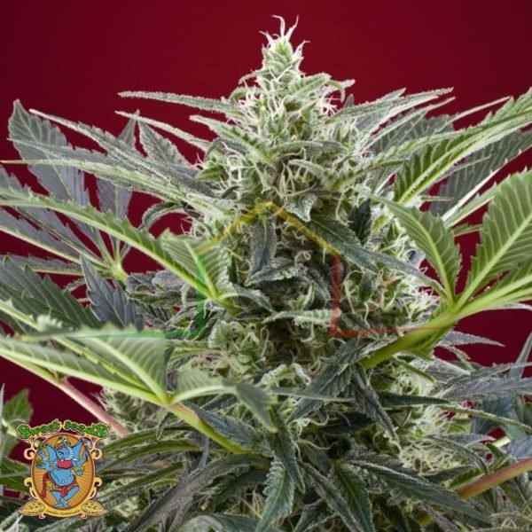 Cream 47 - Sweet Seeds